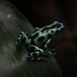 Meet your Posher, Dylan